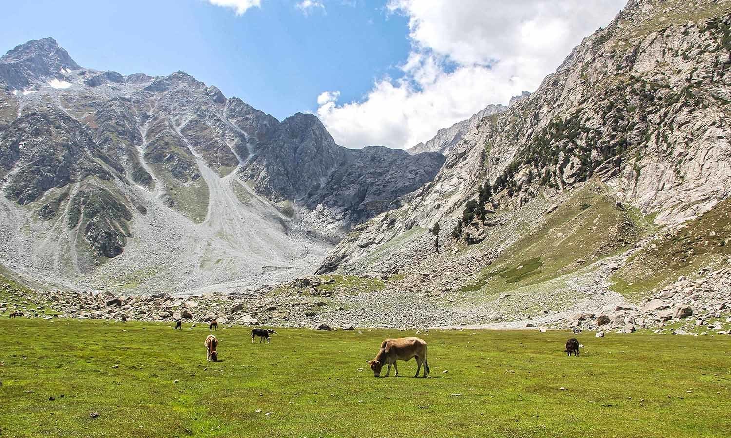 Half the way to Godar Lake there is a beautiful vast pasture known as Jabbato.