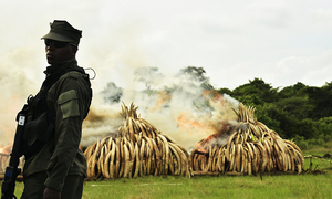 Kenya lights world's biggest ivory bonfire