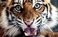 Hidden camera captures Sumatra tiger and bulldozer - World - DAWN.COM