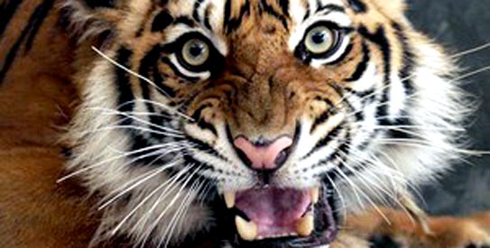 Indonesia_Sumatran543