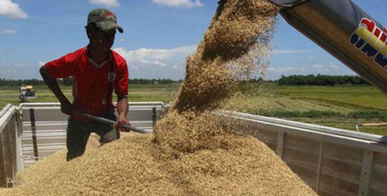 Global rice researchers in bid to lift millions from poverty - DAWN.COM