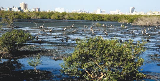 mangroves543
