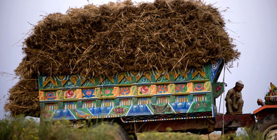 WheatTruck-AFP-543 Wheat