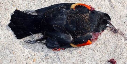 bird-killed-AP543