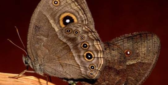 butterfly-AFP543