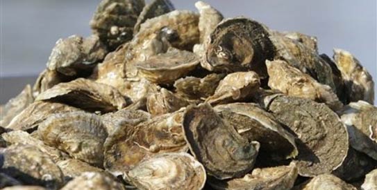 oyster-AP543
