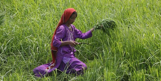 Pakistan-farmingR543