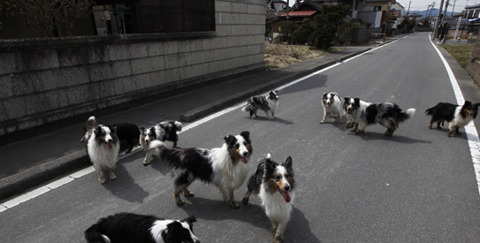 japan dog rescue 