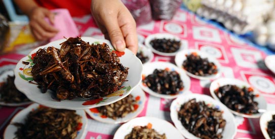 Insects: the answer to global malnutrition? Insects: the answer to global malnutrition?