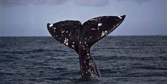Whale
