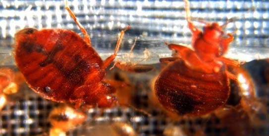 bed-bugs-543