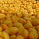 The golden harvest of Khairpur