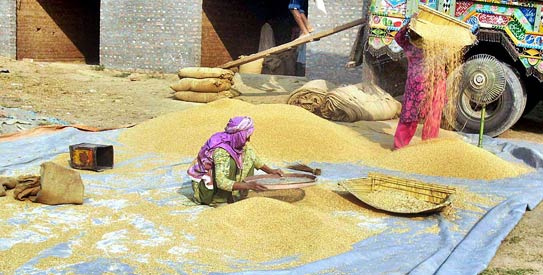 pakistan rice