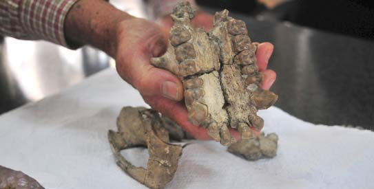 apefossilAP543
