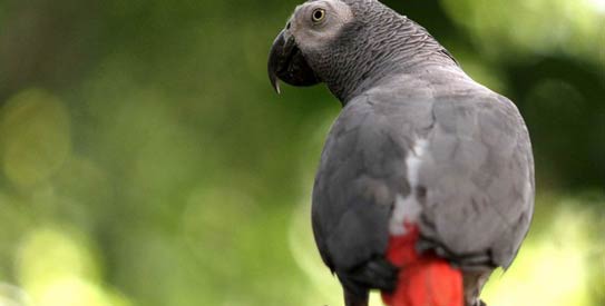 Digital debate: Do birds have thumbs? - DAWN.COM