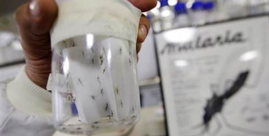 Many Nations On Course To Eliminate Malaria WHO DAWN COM