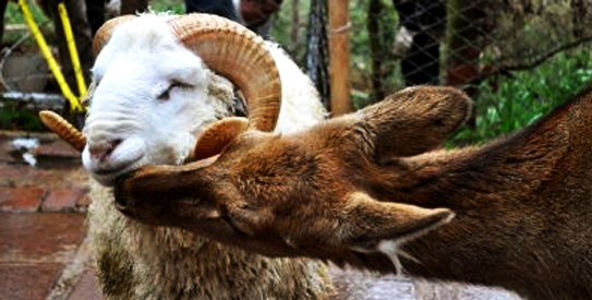 The story of the inseparable pair had inspired more than 1,700 comments on China’s social networking website. —AFP Photo