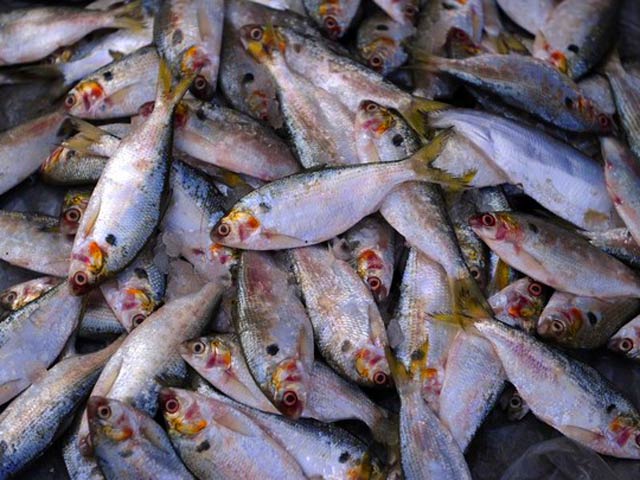 Depleting Fishery Resources Newspaper Dawn Com