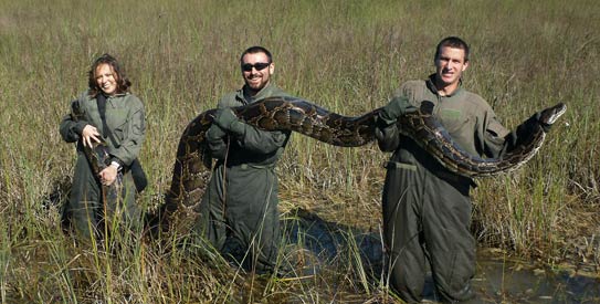burmese-python-AP543