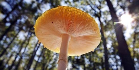 Magic mushroom trips point to new depression drugs