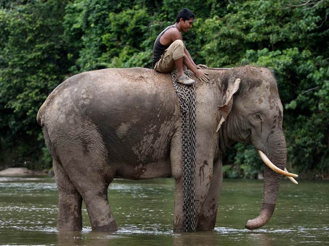 Sumatra elephant faces extinction in 30 years: WWF - DAWN.COM