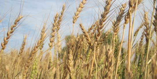 wheat-543