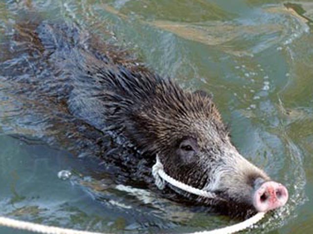 Wild boars keep intruding into Presidency