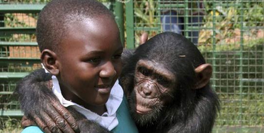 human_chimp_R543