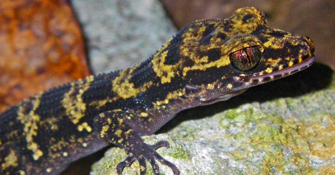 20042012-bumblebee-gecko-R670 20042012-bumblebee-gecko-R670