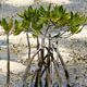 Endangered mangroves Endangered mangroves