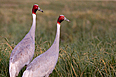 Sarus cranes seen in Pakistan after a decade