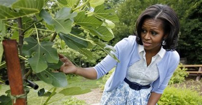 First lady Michelle Obama points out a fig tree as she talks about the White House Kitchen Garden during an interview with The Associated Press – AP Photo