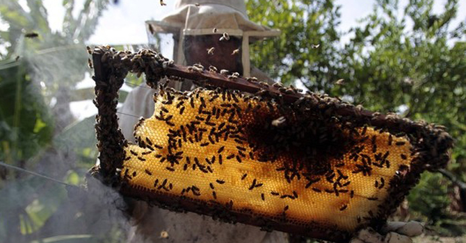 Beekeeper collects honey from beehive at an apiary in Masaya A beekeeper collects honey from a beehive at an apiary in Masaya city. – Reuters