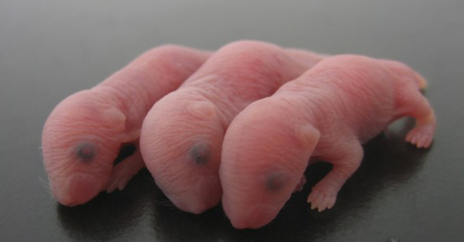 Baby mice born from sperm produced from stem cells are seen in this handout photo taken by Kyoto University professor Michinori Saito. – Reuters 