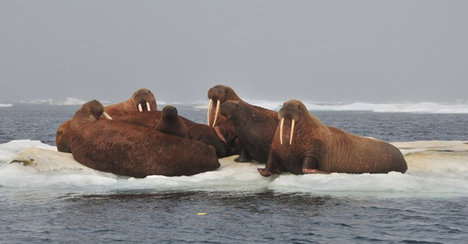 Walruses rest on an ice floe in the Chukchi sea in the Arctic. – Reuters 