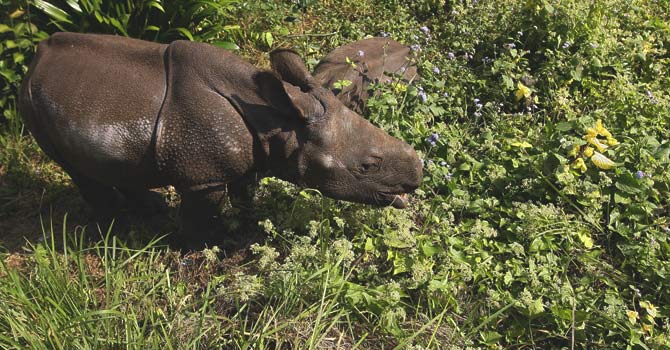 A one-horned rhinoceros cub grazes Mikania Micrantha climber vine plants in Chitwan National Park, some 200kms southwest of Kathmandu.  — File photo by AFP