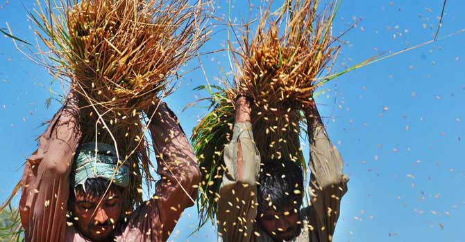 rice-crop-thrashing-app-670 Farmers thrash rice in Larkana. Internationally, Basmati prices began to rise from March this year. – File photo by APP