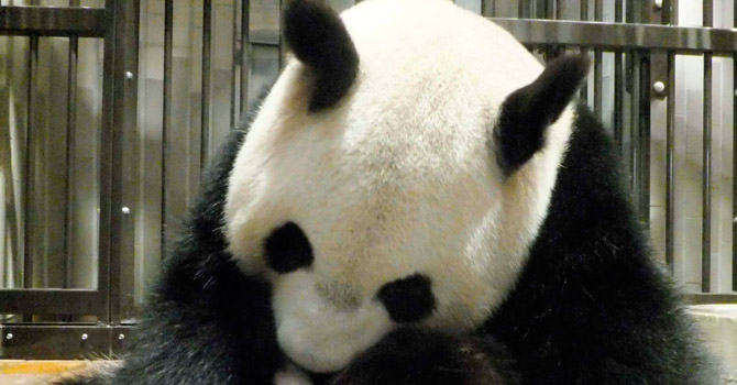  Shin Shin, a seven-year-old giant panda, holds her newly born baby.—AP Photo
