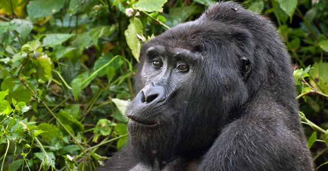 mountain-gorilla-ap-670