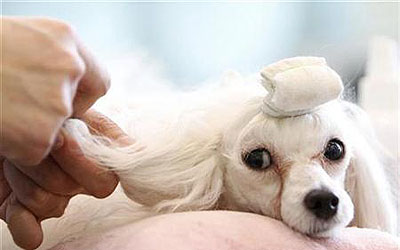 Dog grooming session. —Photo (File) Reuters