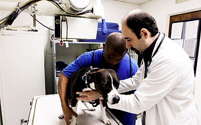 Healthcare industry for dogs. —Photo (File) AP