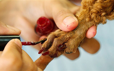 Dog gets a 'peticure'. —Photo (File) Reuters