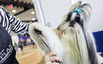 Jasper, a two-year-old Shih Tzu, is groomed during the 137th Westminster Kennel Club Dog Show in New York. —Photo by Reuters