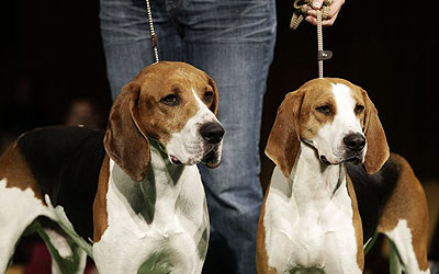 Xcetera, left, and Meg, two Treeing Walker Coonhounds are shown during a press conference to announce the 137th Annual Westminster Kennel Club dog show. —Photo by AP