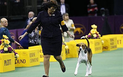 Jewel, an American Foxhound, runs with his handler during the Hound group judging at the 137th Westminster Kennel Club Dog Show at Madison Square Garden in New York. —Photo by Reuters