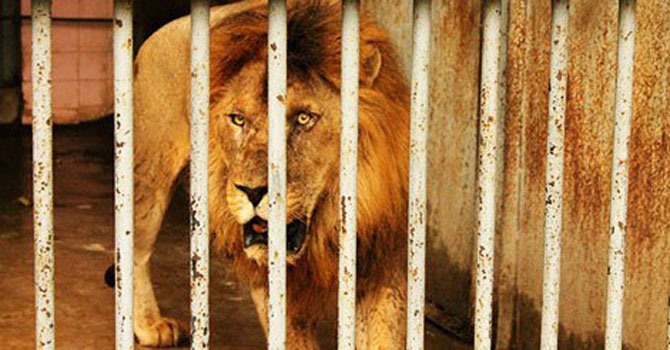 lion_cage-670