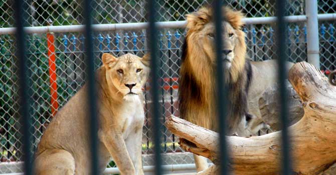 A pair of lions, which were brought to the city on an expired import permit, are kept at the zoo. - Photo by: White Star