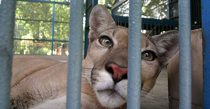 Safari Park's newest inhabitants, a pair of Pumas, are pictured here in their temporary home at the Karachi Zoological Garden, Pakistan. - File Photo by PPI