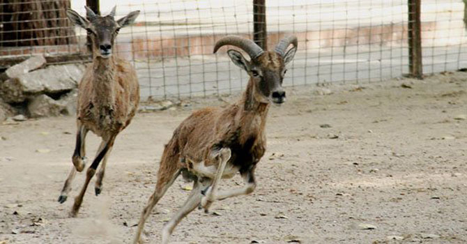 Wildlife Conservatory. — White Star File Photo
