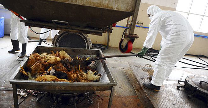 Employees dispose uninfected dead birds at a treatment plant as part of preventive measures against the H7N9 bird flu in China. —Photo by Reuters